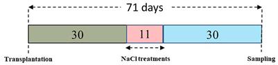 Suffer or Survive: Decoding Salt-Sensitivity of Lemongrass and Its Implication on Essential Oil Productivity